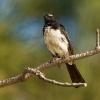 Pavik cernobily - Rhipidura leucophrys - Willie-wagtail 8679